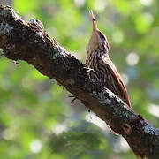 Streak-headed Woodcreeper