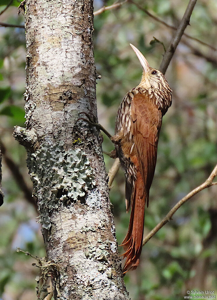 Streak-headed Woodcreeperadult