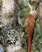 Streak-headed Woodcreeper