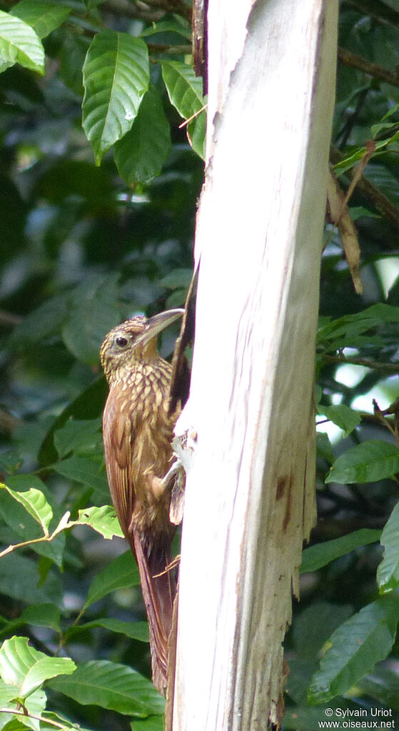 Buff-throated Woodcreeper