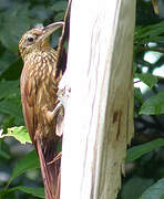 Buff-throated Woodcreeper