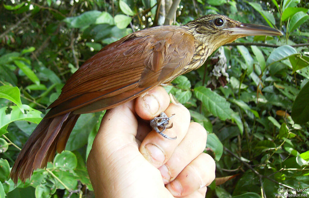 Buff-throated Woodcreeper