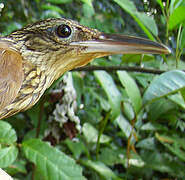 Buff-throated Woodcreeper