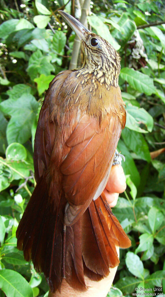 Buff-throated Woodcreeper