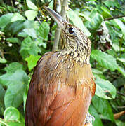 Buff-throated Woodcreeper