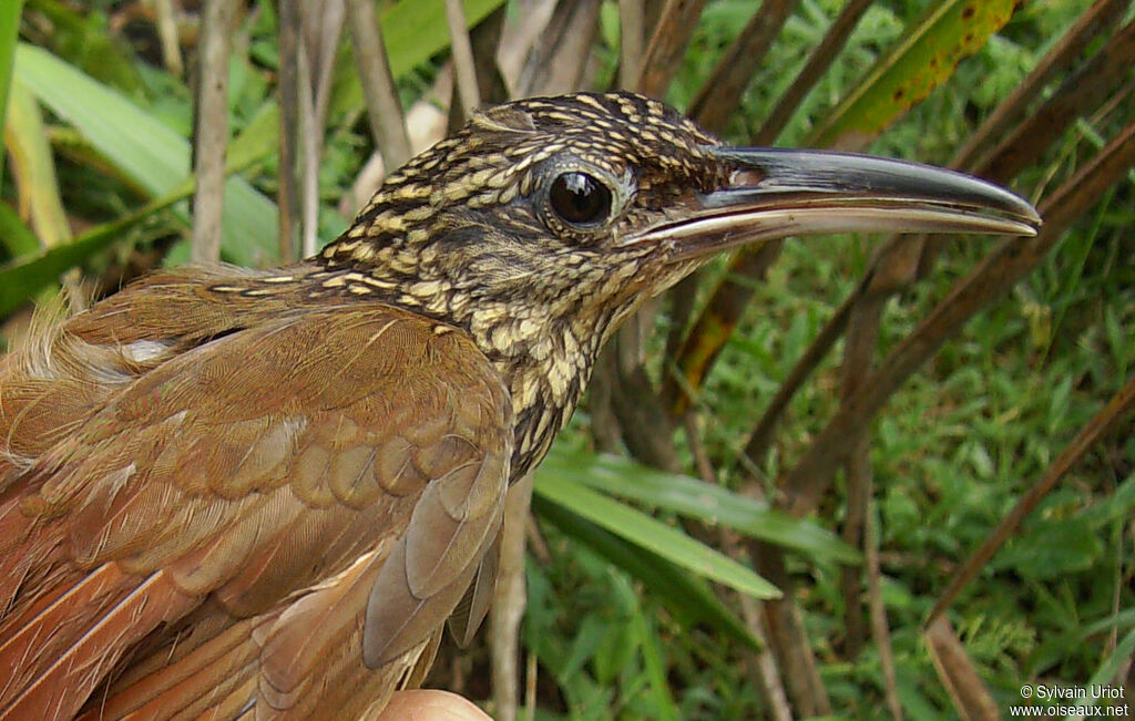 Buff-throated Woodcreeper