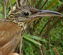 Buff-throated Woodcreeper