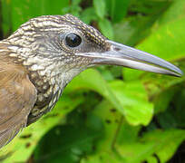 Buff-throated Woodcreeper