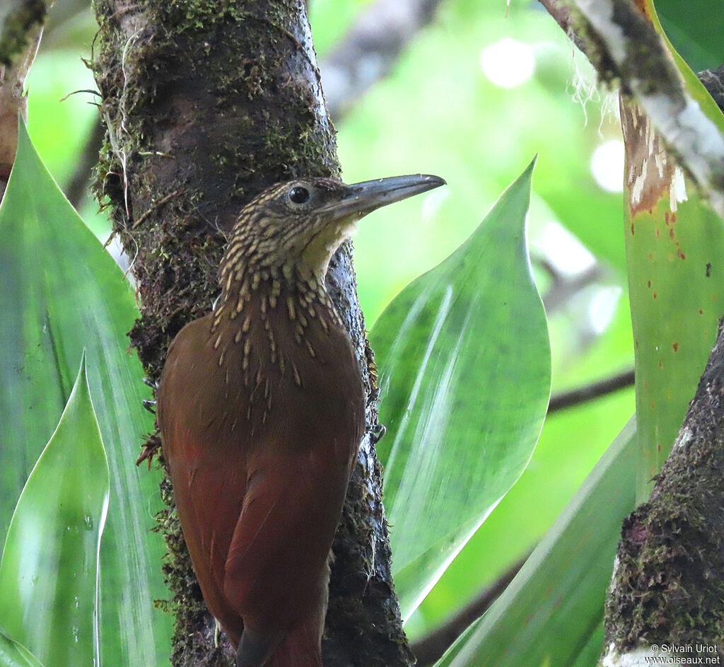 Buff-throated Woodcreeperadult