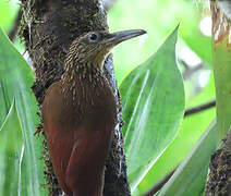 Buff-throated Woodcreeper