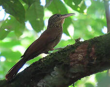 Buff-throated Woodcreeper