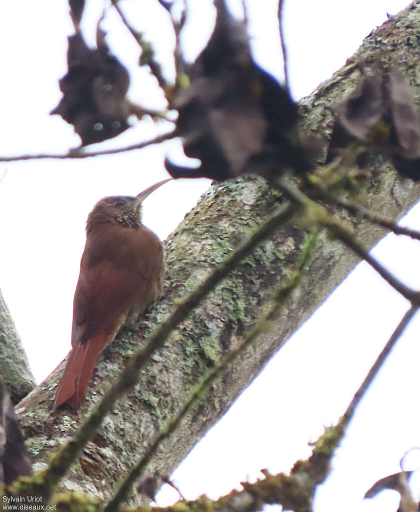 Duida Woodcreeperadult, identification