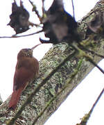 Duida Woodcreeper