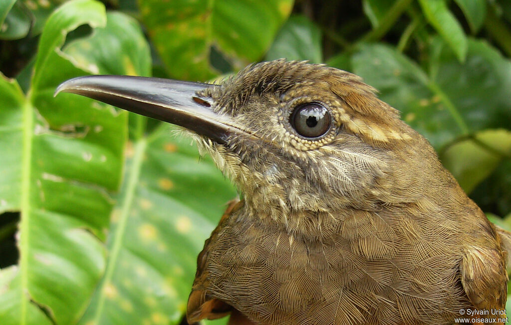 Plain-brown Woodcreeper