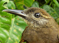 Plain-brown Woodcreeper