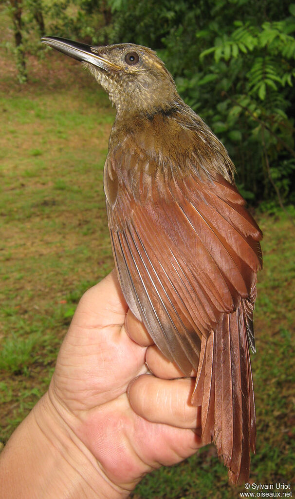 Plain-brown Woodcreeper