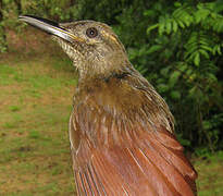 Plain-brown Woodcreeper