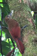 Plain-brown Woodcreeper