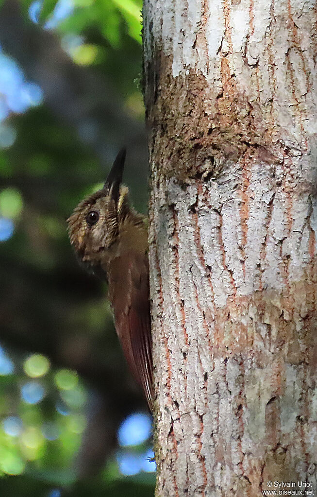 Plain-brown Woodcreeperadult