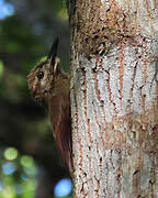 Plain-brown Woodcreeper