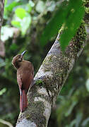 Plain-brown Woodcreeper