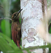 Plain-brown Woodcreeper