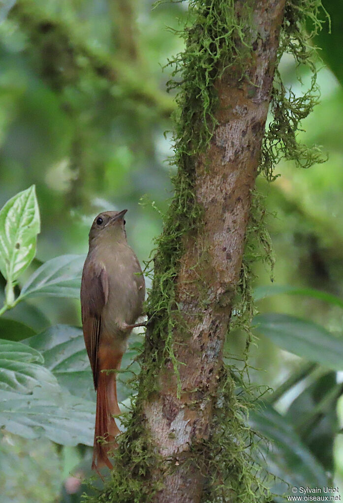 Olivaceous Woodcreeper