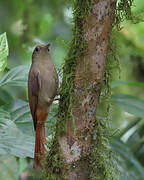 Olivaceous Woodcreeper