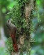 Olivaceous Woodcreeper