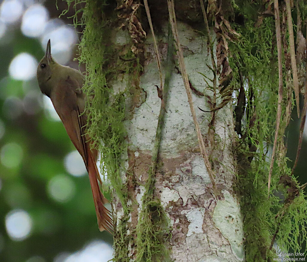 Olivaceous Woodcreeper