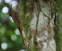 Olivaceous Woodcreeper