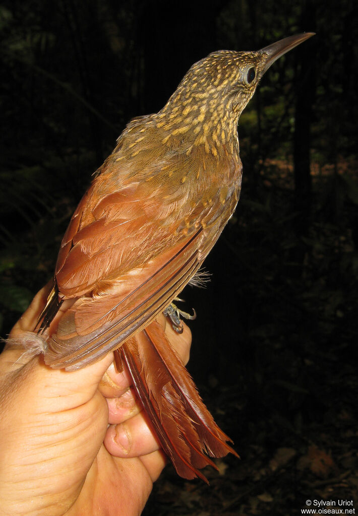 Chestnut-rumped Woodcreeper