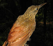 Chestnut-rumped Woodcreeper