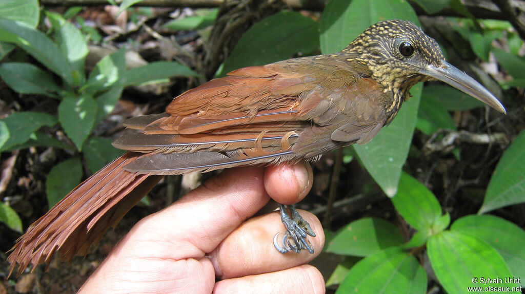 Chestnut-rumped Woodcreeper