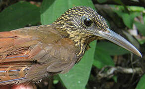 Chestnut-rumped Woodcreeper