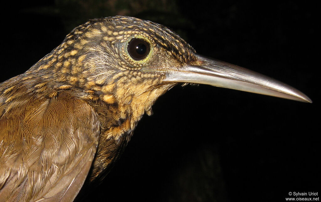 Chestnut-rumped Woodcreeper