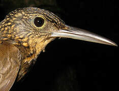 Chestnut-rumped Woodcreeper