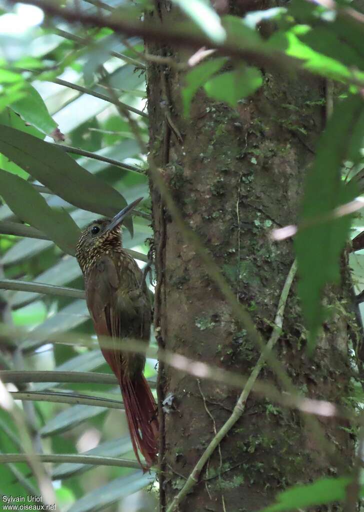 Chestnut-rumped Woodcreeperadult, identification