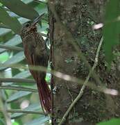 Chestnut-rumped Woodcreeper