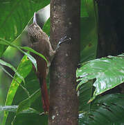 Chestnut-rumped Woodcreeper