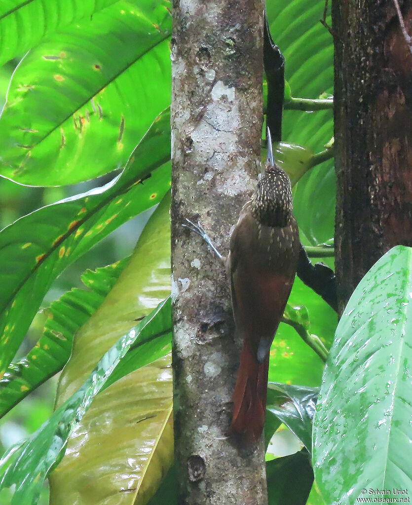 Chestnut-rumped Woodcreeperadult