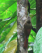 Chestnut-rumped Woodcreeper