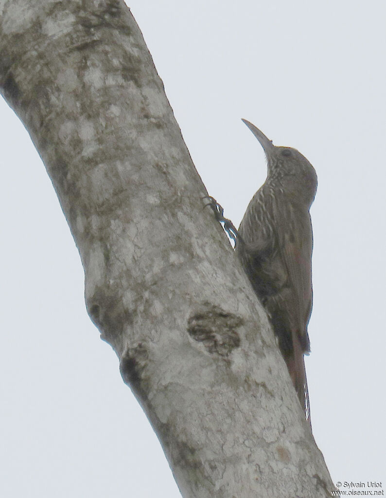 Guianan Woodcreeper