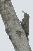 Guianan Woodcreeper