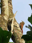 Guianan Woodcreeper