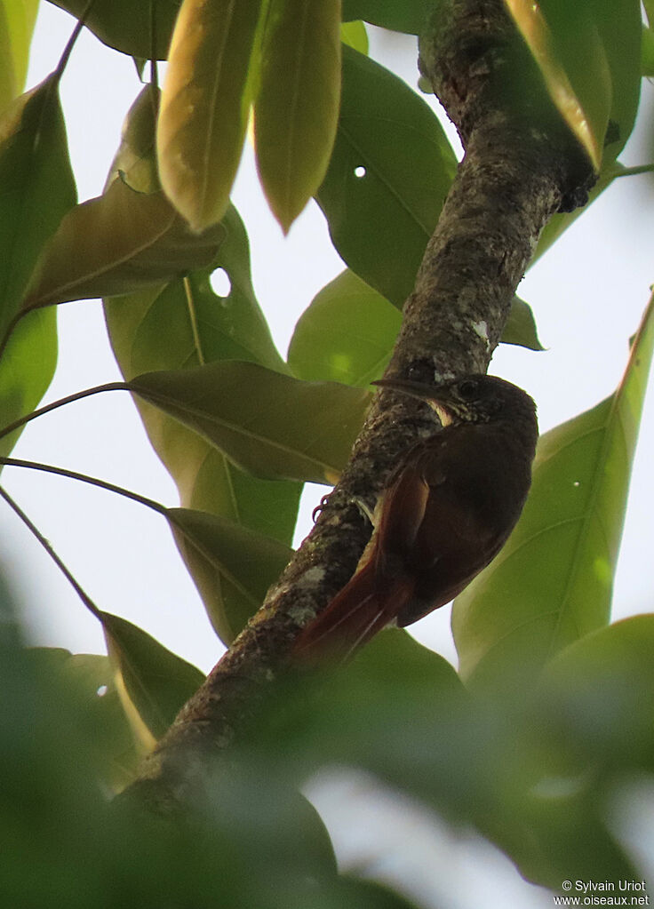 Guianan Woodcreeperadult