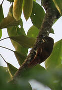 Guianan Woodcreeper