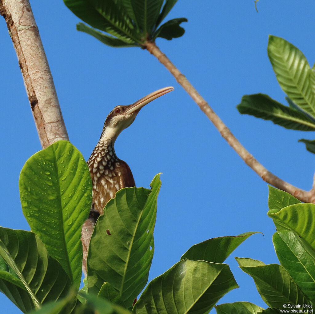 Long-billed Woodcreeperadult