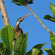 Long-billed Woodcreeper