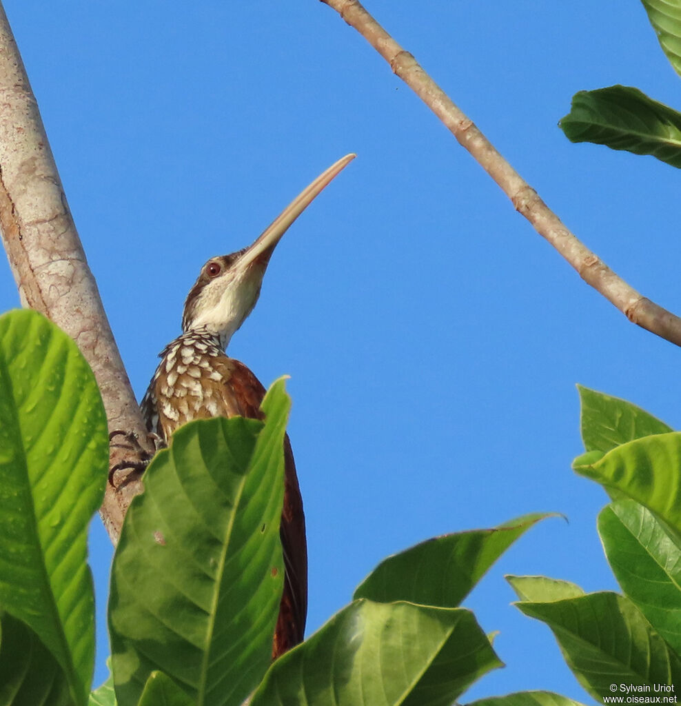 Long-billed Woodcreeper